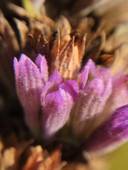 Agastache foeniculum