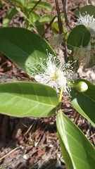 Psidium australe