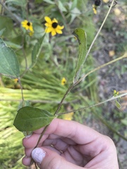 Rudbeckia
