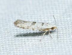 Argyresthia thuiella