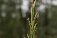 Castilleja chlorosceptron