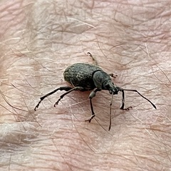 Otiorhynchus aurifer