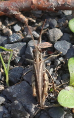 Chorthippus brunneus