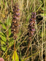 Agastache foeniculum