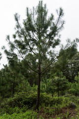 Pinus maximinoi