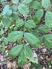 Fraxinus pennsylvanica
