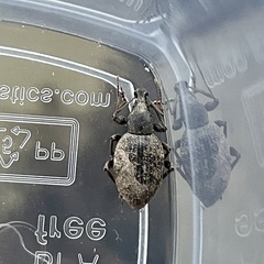 Otiorhynchus aurifer