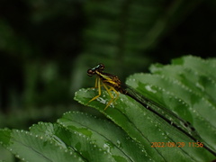 Copera marginipes