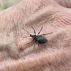 Otiorhynchus aurifer