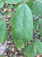 Fraxinus pennsylvanica