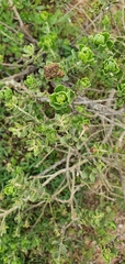 Baccharis macraei