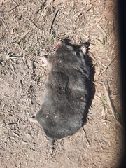 Altai Mole photo 2