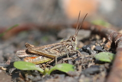 Chorthippus brunneus