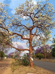 Jacaranda mimosifolia