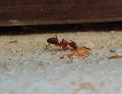 Camponotus atriceps