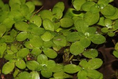 Callitriche stagnalis