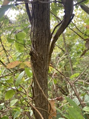 Fraxinus pennsylvanica