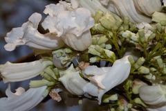 Jacaranda mimosifolia