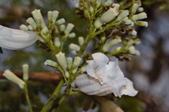 Jacaranda mimosifolia