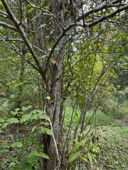 Celtis tenuifolia