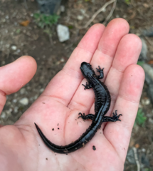 Ambystoma laterale