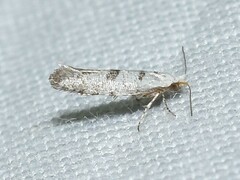 Argyresthia thuiella