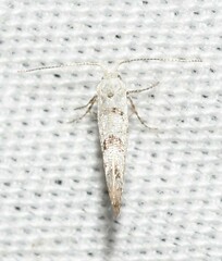 Argyresthia thuiella