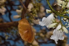 Jacaranda mimosifolia