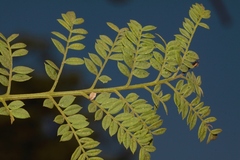 Jacaranda mimosifolia