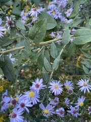 Symphyotrichum shortii