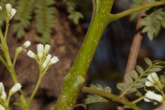 Jacaranda mimosifolia