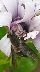 Thomisus citrinellus