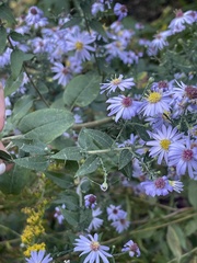 Symphyotrichum shortii