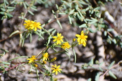 Pectis angustifolia