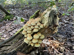 Hypholoma fasciculare