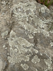 Xanthoparmelia cumberlandia