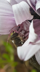 Thomisus citrinellus