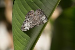 Hamadryas februa ferox