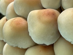 Hypholoma fasciculare