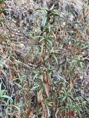 Diplacus aurantiacus