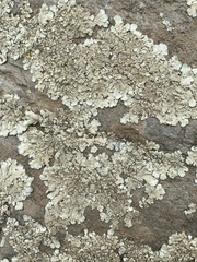 Xanthoparmelia cumberlandia