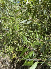 Salix laevigata
