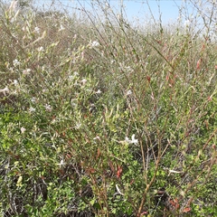 Oenothera filiformis