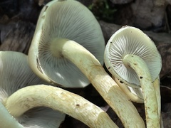 Hypholoma fasciculare