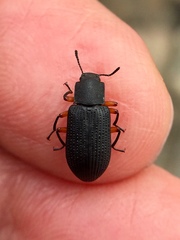 Haplandrus fulvipes