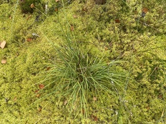 Eriophorum vaginatum