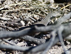 Aspidoscelis marmoratus