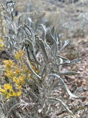 Artemisia cana