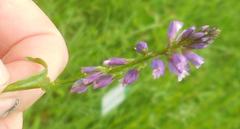 Polygala comosa