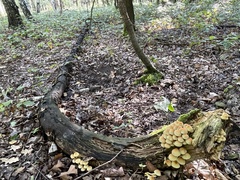 Hypholoma fasciculare